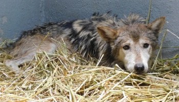 El caso de la lobita Seje del Zoológico de Chapultepec con su salud en riesgo