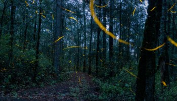 Las luciérnagas en el bosque de Chapultepec