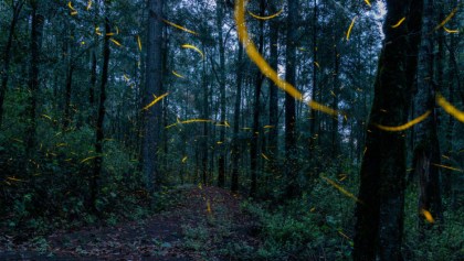 Las luciérnagas en el bosque de Chapultepec