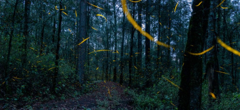 Las luciérnagas en el bosque de Chapultepec