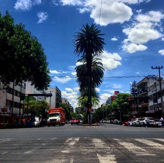 La triste historia de las palmeras californianas de la CDMX