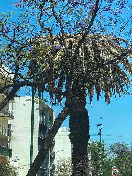 La triste historia de las palmeras californianas de la CDMX