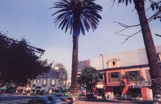 La triste historia de las palmeras californianas de la CDMX