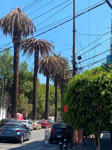 La triste historia de las palmeras californianas de la CDMX