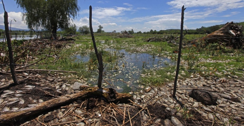 El caso del río Santiago en Jalisco: Miles de peces mueren y nadie sabe por qué