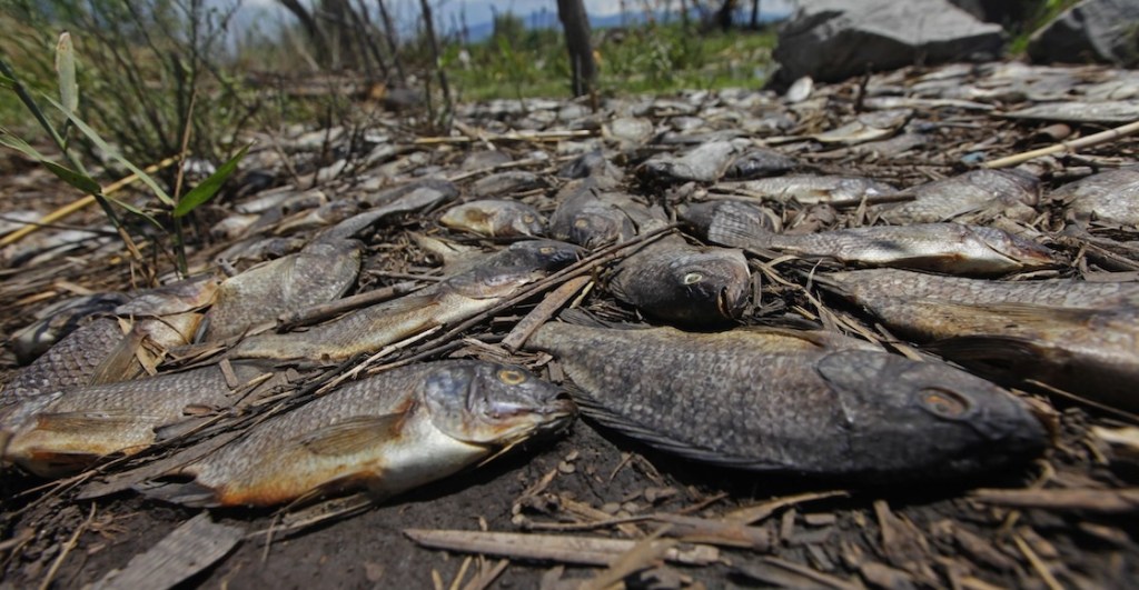 El caso del río Santiago en Jalisco: Miles de peces mueren y nadie sabe por qué