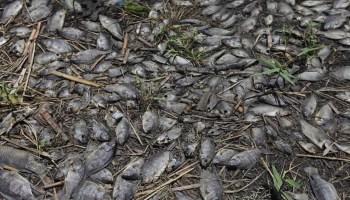 El caso del río Santiago en Jalisco: Miles de peces mueren y nadie sabe por qué