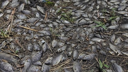El caso del río Santiago en Jalisco: Miles de peces mueren y nadie sabe por qué