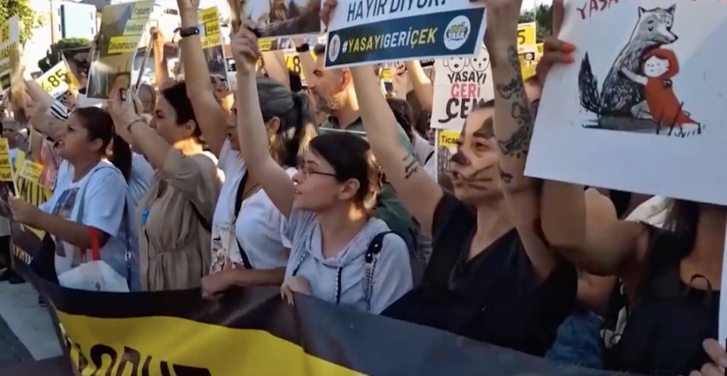 protesta contra ley para "limpiar" perros callejeros 