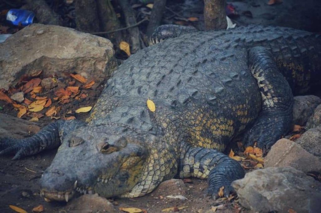 Autoridades han capturado más de 100 cocodrilos en julio de 2024.