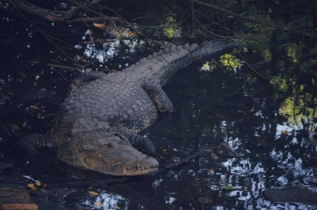 Se han capturado 165 cocodrilos en lagunas de tres municipios.