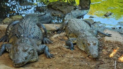 Sobrepoblación de cocodrilos en el estado.