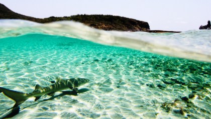 Y en Brasil: 13 Tiburones dan positivo por cocaína