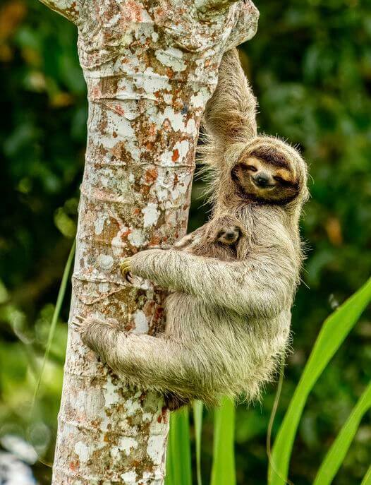 Este es el animal más feo (y tierno) del planeta