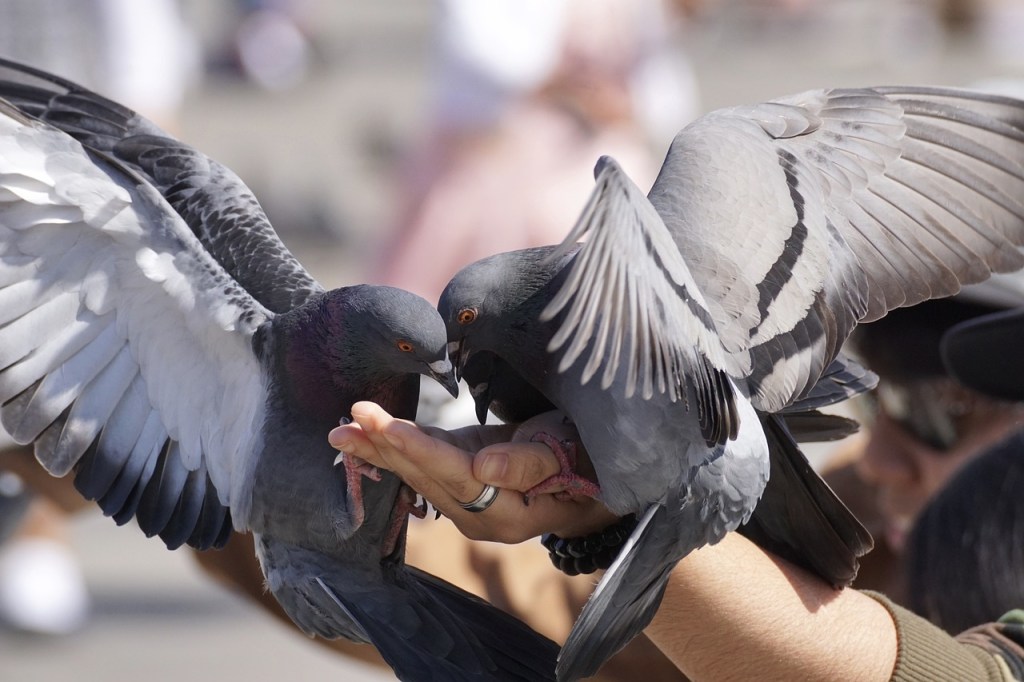 Hong Kong, la ciudad donde alimentar palomas te podría costar un año de cárcel