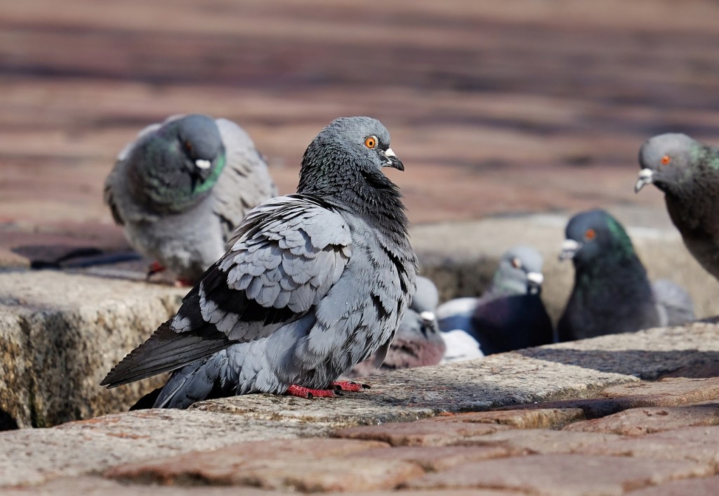 Hong Kong, la ciudad donde alimentar palomas te podría costar un año de cárcel