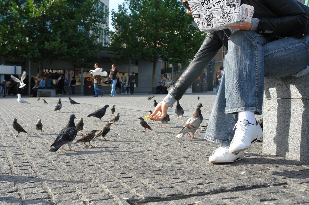 Hong Kong, la ciudad donde alimentar palomas te podría costar un año de cárcel