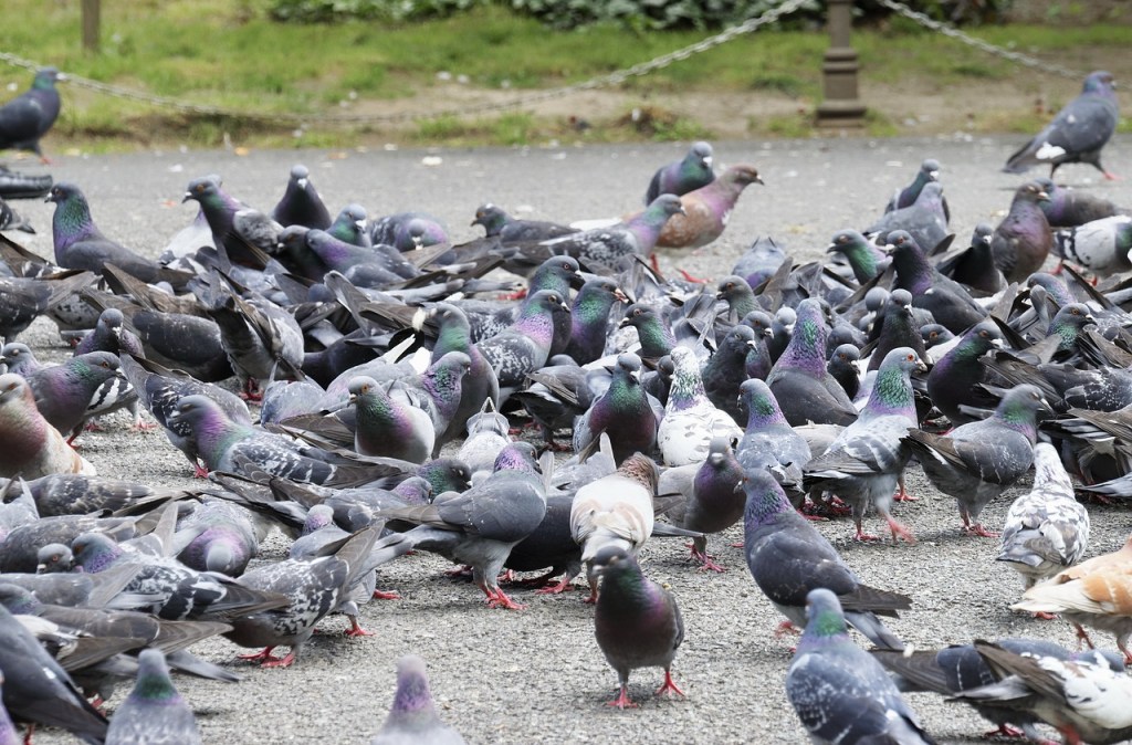 Hong Kong, la ciudad donde alimentar palomas te podría costar un año de cárcel