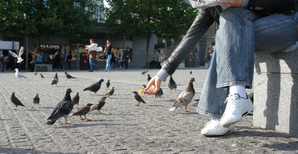 Hong Kong, la ciudad donde alimentar palomas te podría costar un año de cárcel