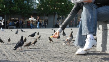 Hong Kong, la ciudad donde alimentar palomas te podría costar un año de cárcel