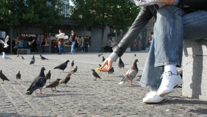 Hong Kong, la ciudad donde alimentar palomas te podría costar un año de cárcel