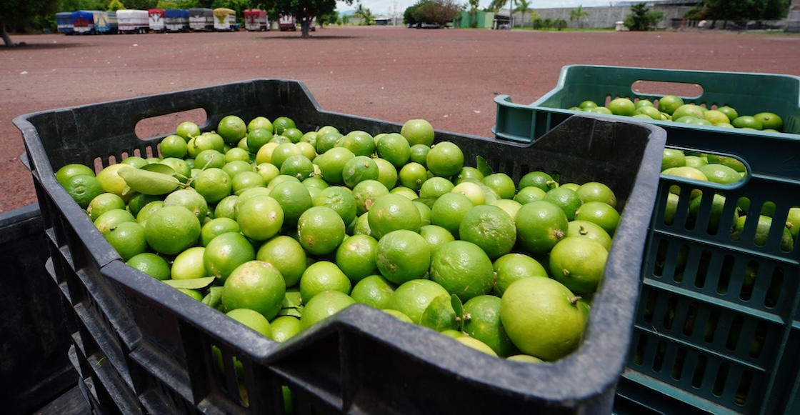 Denuncias por extorsión y precios: ¿Qué está pasando con el limón de Michoacán?