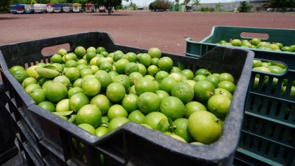 Denuncias por extorsión y precios: ¿Qué está pasando con el limón de Michoacán?