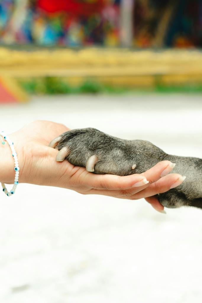 La historia del perro que murió por obesidad y la ridícula sanción a su dueña