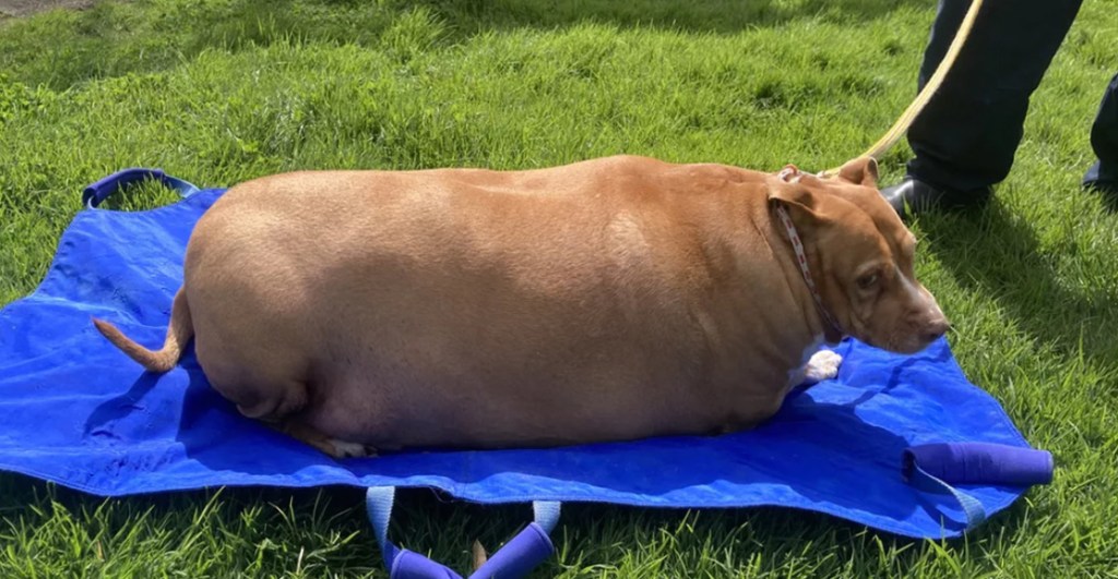 La historia del perro que murió por obesidad y la ridícula sanción a su dueña