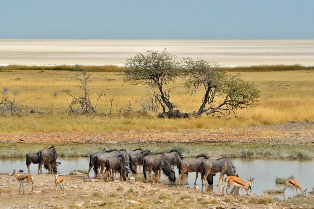 Namibia sacrificará 723 animales para alimentar a su gente