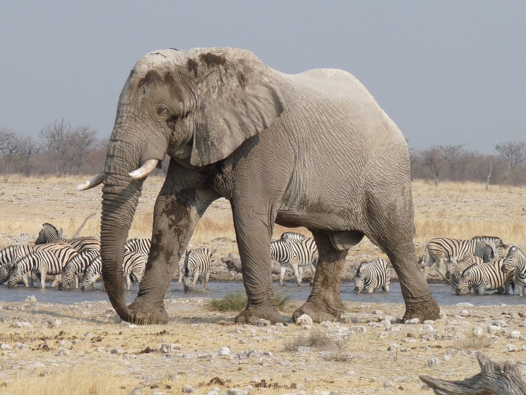 Namibia sacrificará 723 animales para alimentar a su gente