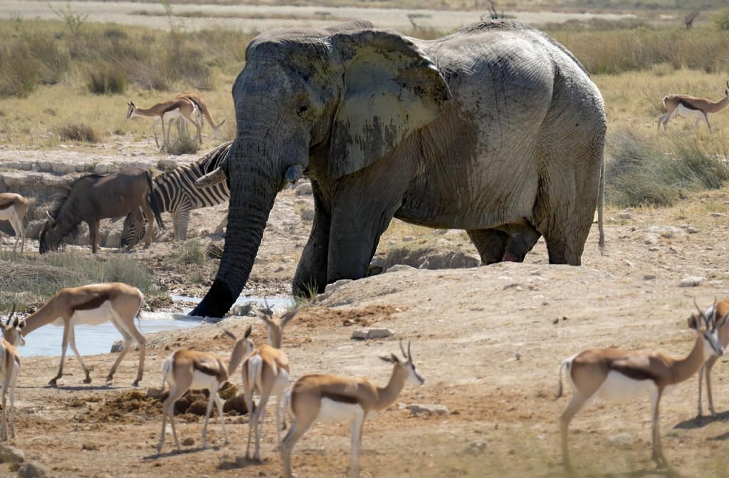 Namibia sacrificará 723 animales para alimentar a su gente