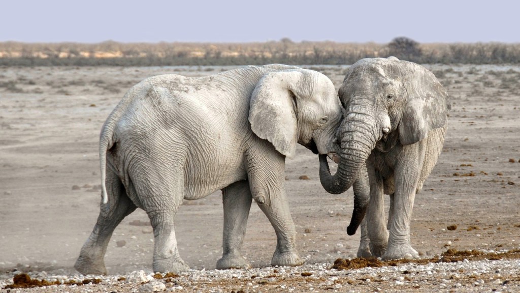 Namibia sacrificará 723 animales para alimentar a su gente