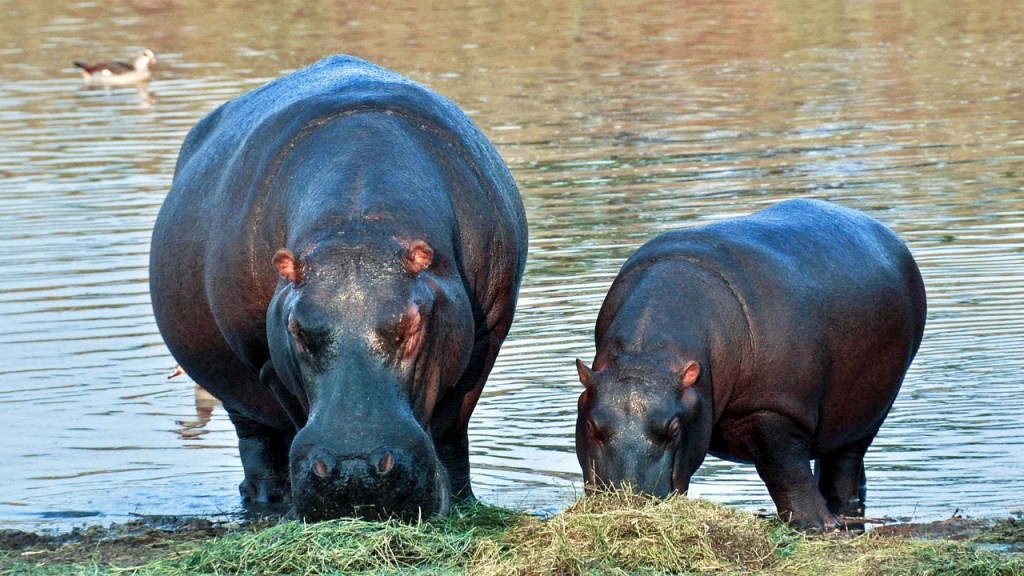 Namibia sacrificará 723 animales para alimentar a su gente