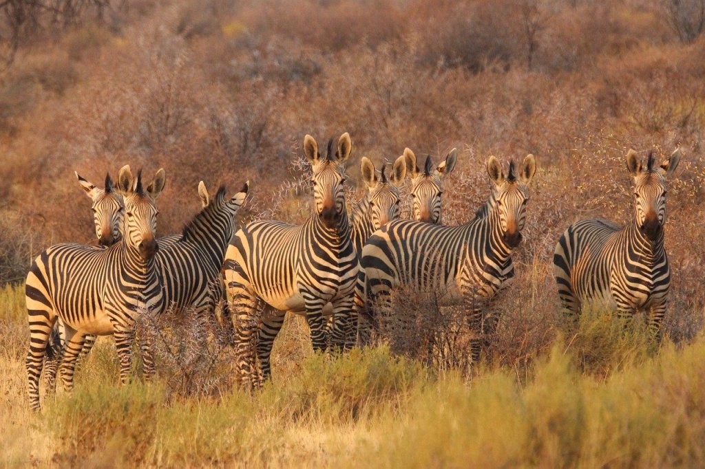 Namibia sacrificará 723 animales para alimentar a su gente