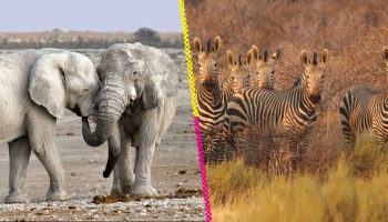 Namibia sacrificará 723 animales para alimentar a su gente