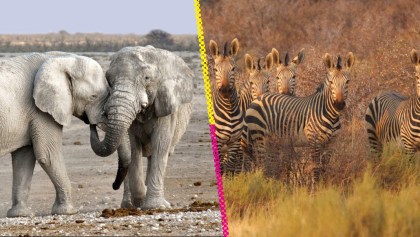 Namibia sacrificará 723 animales para alimentar a su gente