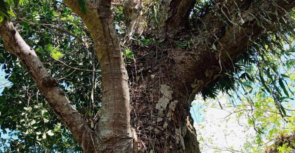 Atlas de los árboles más antiguos de México