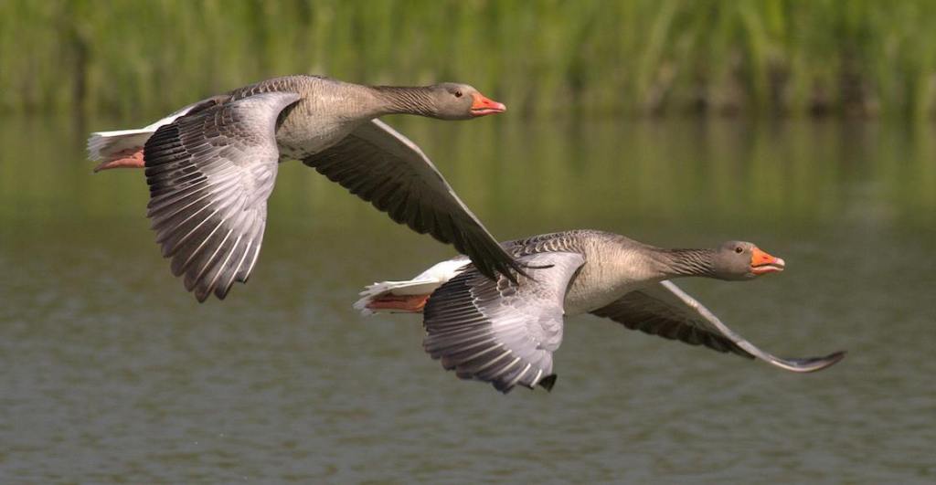 Sacrificaron a más de 800 aves por el brote de gripe aviar.