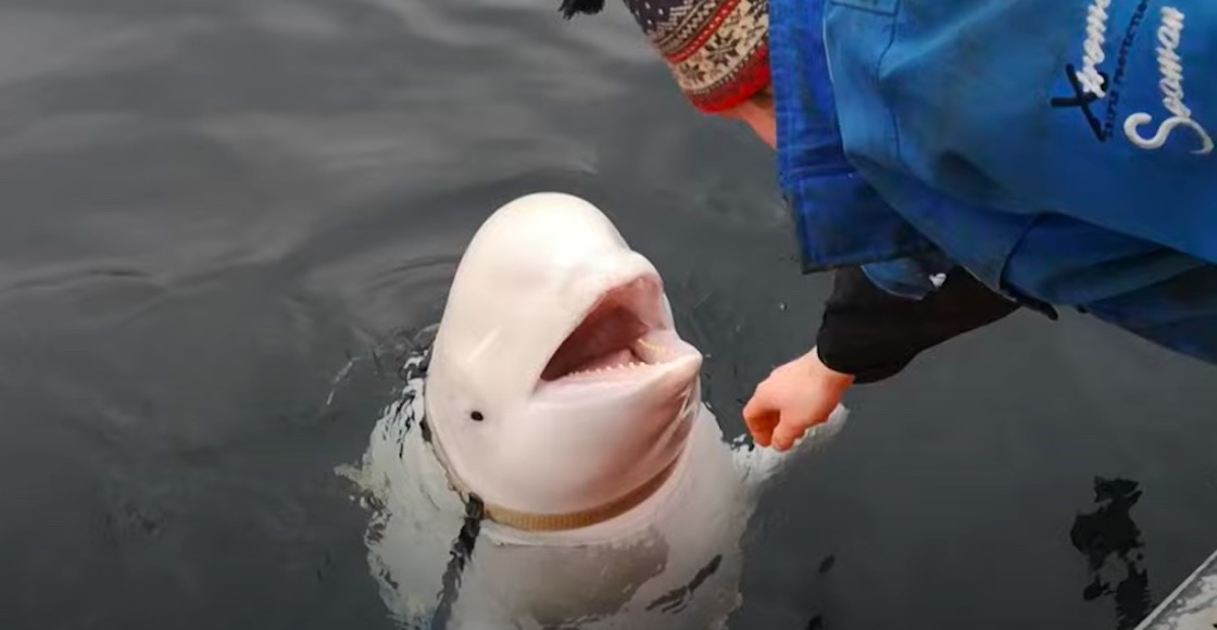 Hvaldimir, beluga "espía rusa"