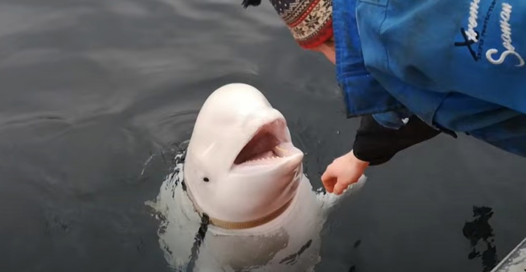 Hvaldimir, beluga "espía rusa"