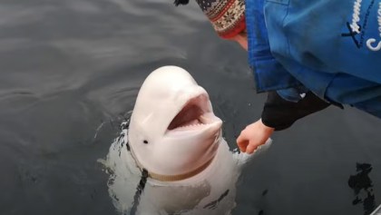 Hvaldimir, beluga "espía rusa"