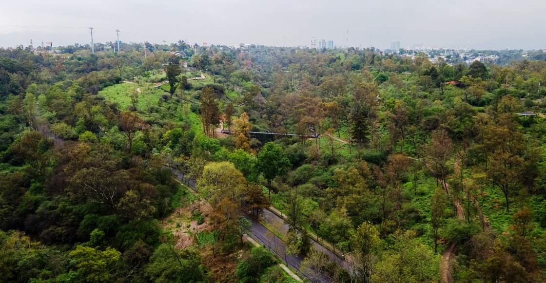 Lugares para ver las hojas caer en la CDMX