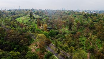 Lugares para ver las hojas caer en la CDMX