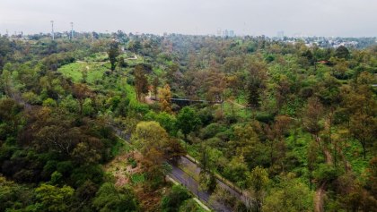 Lugares para ver las hojas caer en la CDMX