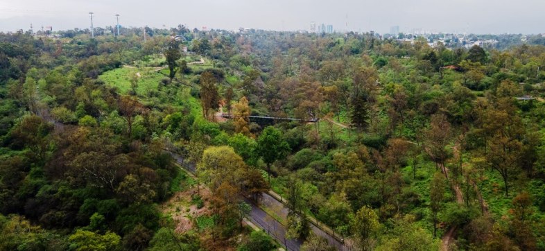 Lugares para ver las hojas caer en la CDMX