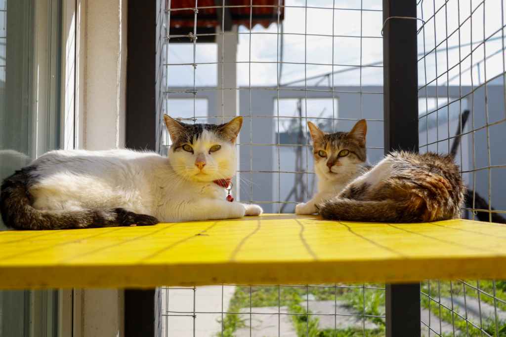 Michigan Ciudad de los Gatos en CDMX para adoptar