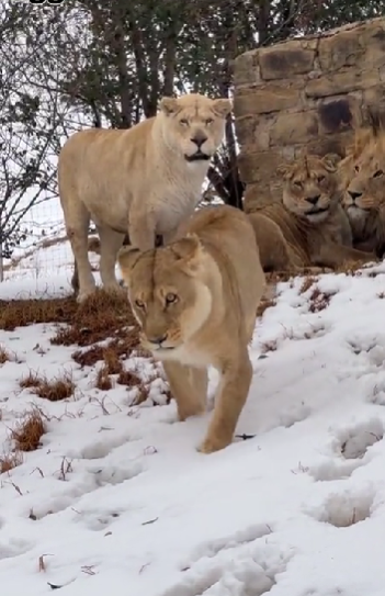 Fotos y videos de la caída nieve en Sudáfrica