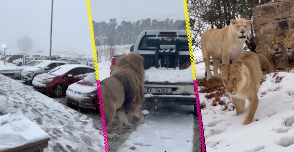 Fotos y videos de la caída nieve en Sudáfrica