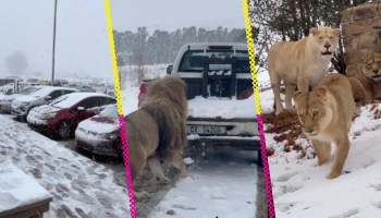 Fotos y videos de la caída nieve en Sudáfrica